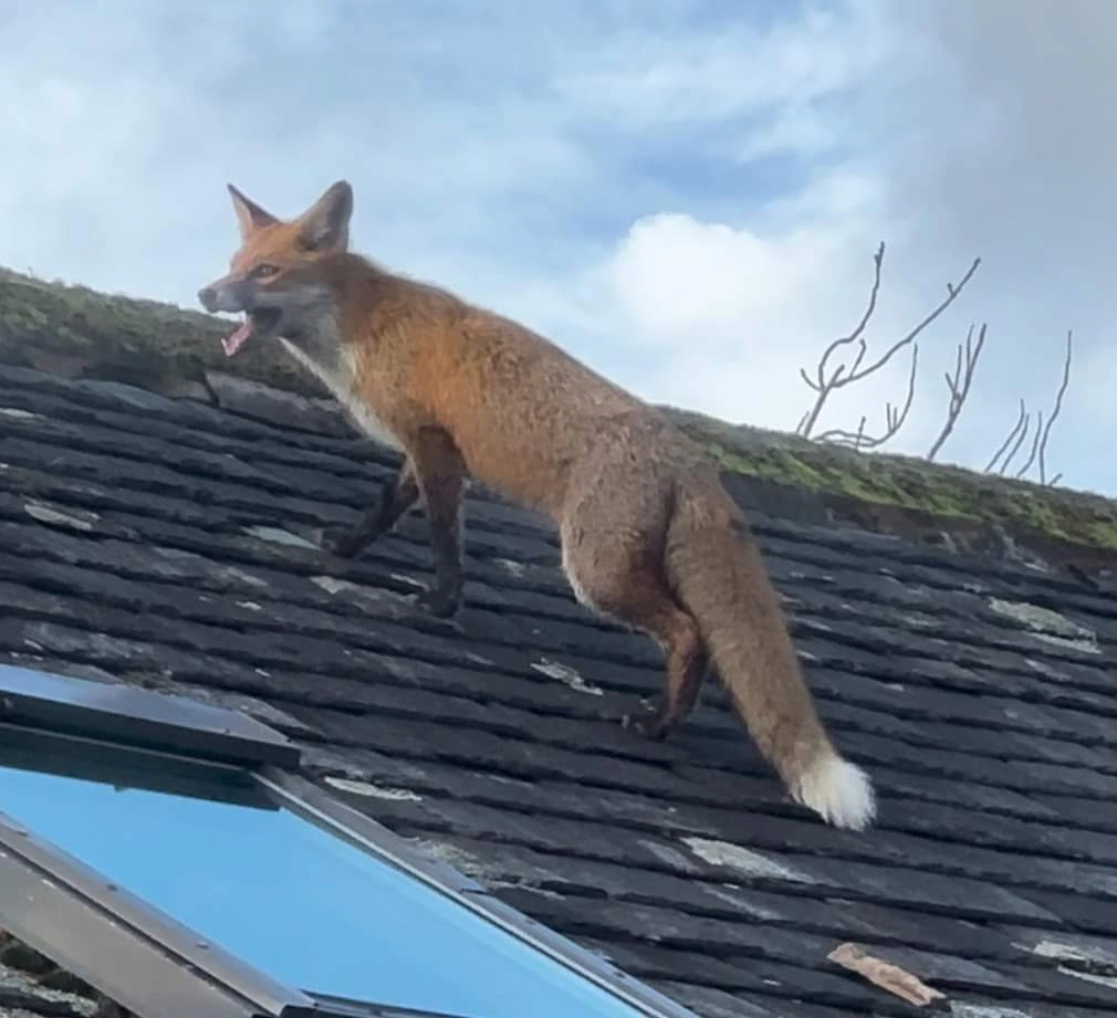 roof and wall repair down payment