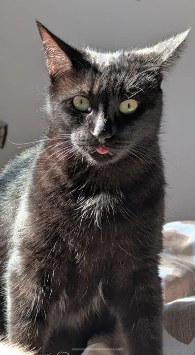 MY CAT SURGERY 