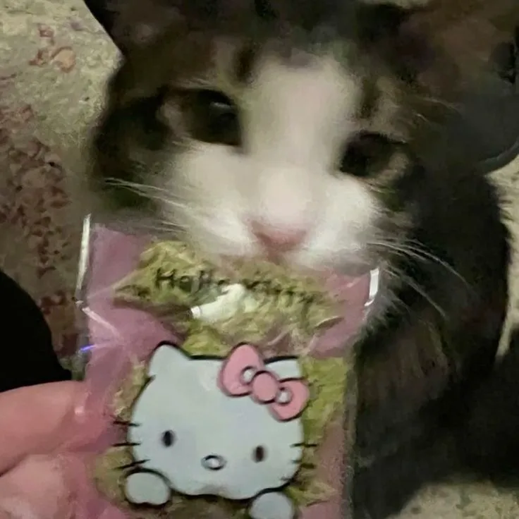🍃🍃🐈‍⬛ 🤍