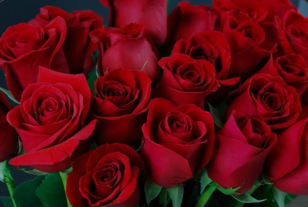 Roses 🌹