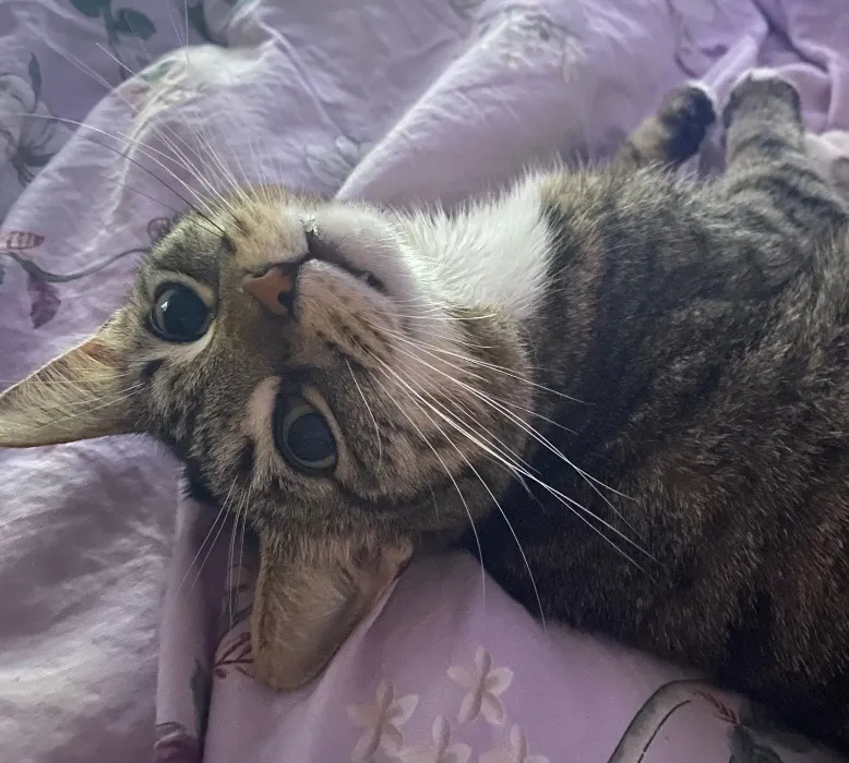 Cat Food for the Week! 