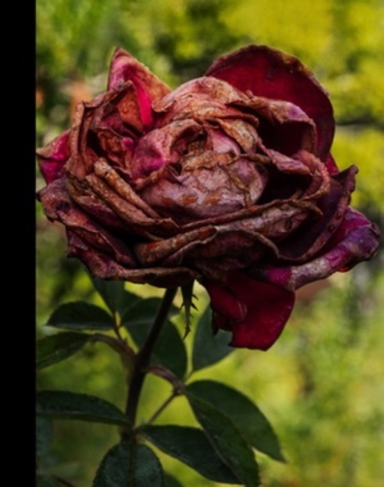 BRUCE WEBER: ALL-AMERICAN XXV: LET IN THE LIGHT Photography Book