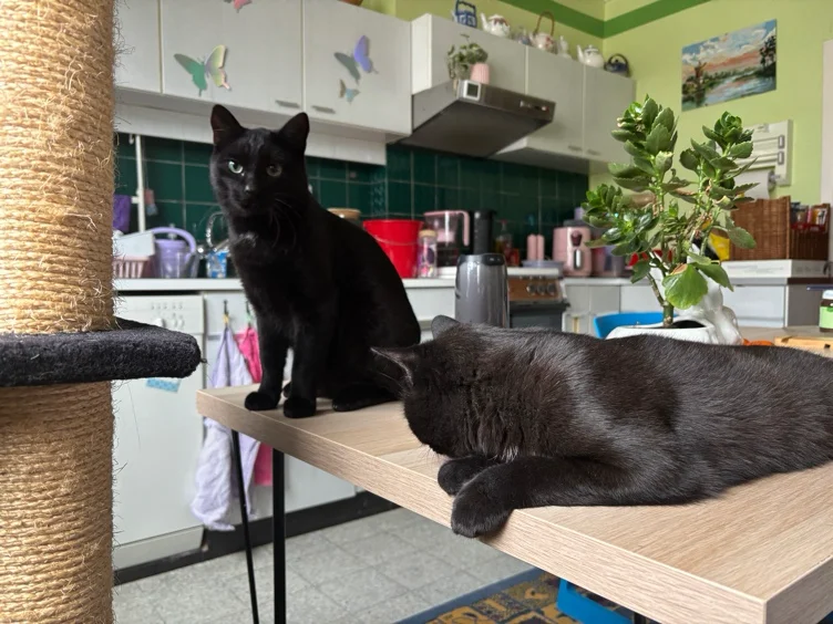 give my cats a treat 🐈‍⬛