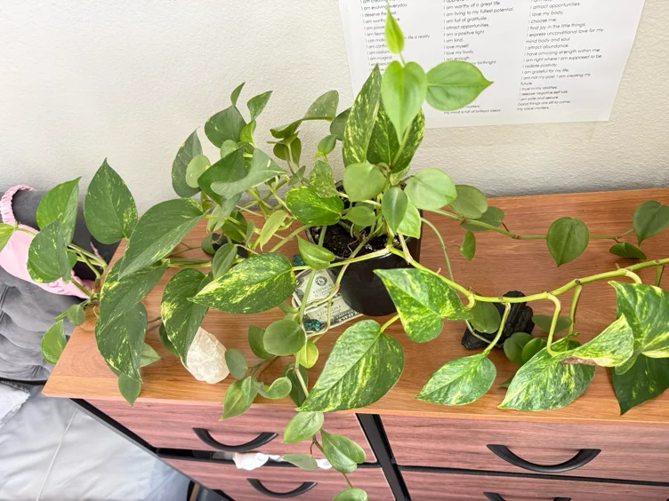 30 plants 🌱