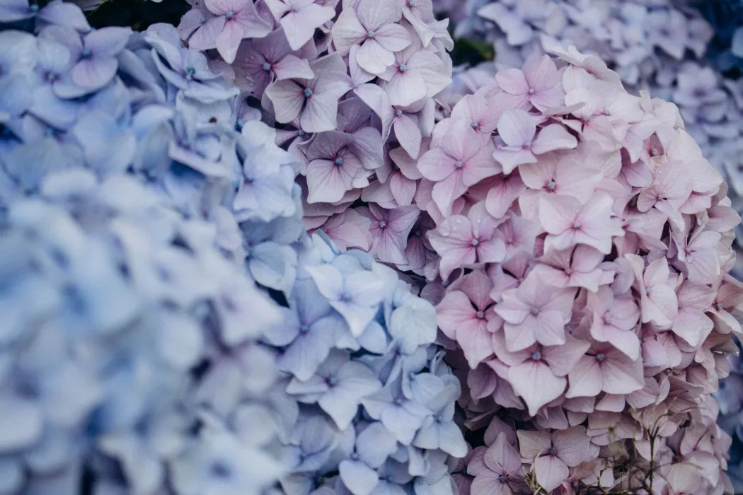 Hydrangeas 🪻
