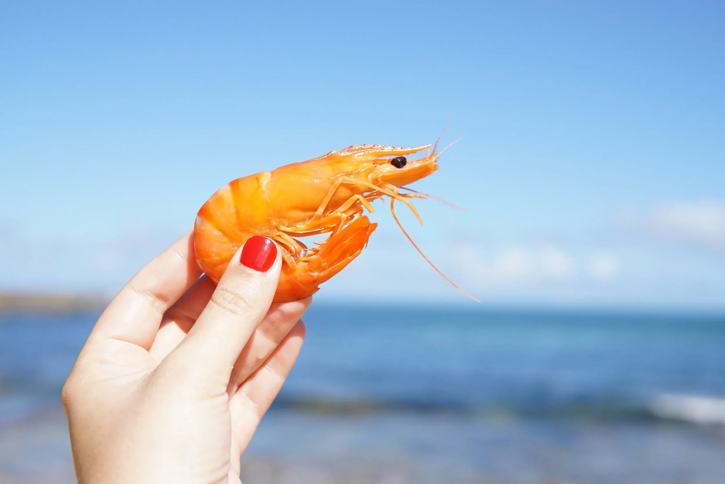 🦐🍤 tax