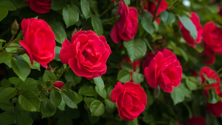 Make My Week ❤️🌹
