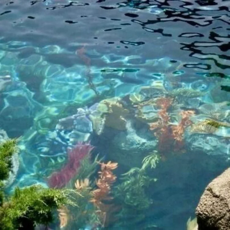 🐳