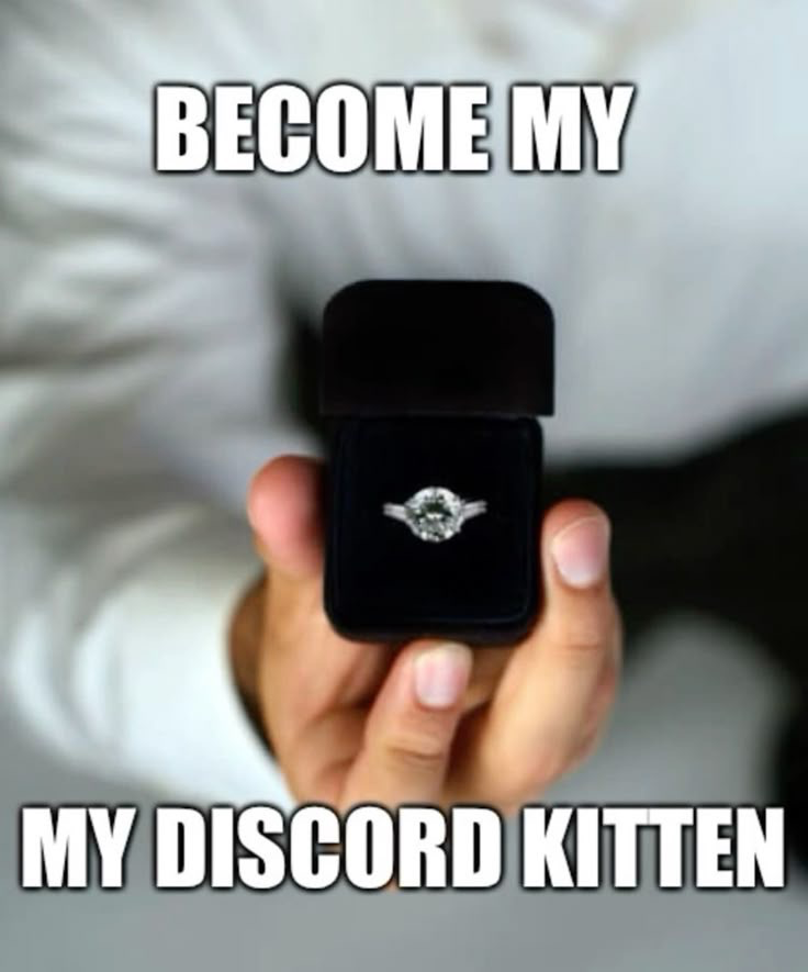 discord kitty ~ $100
