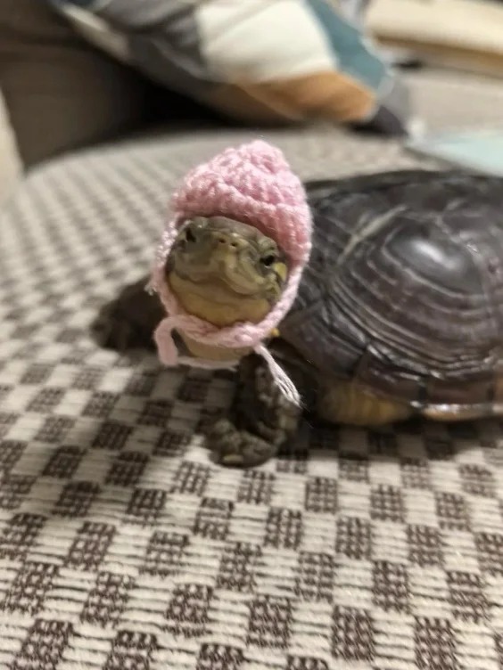 🐢future pet!