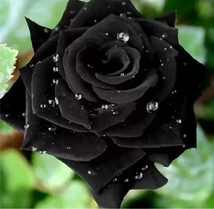 Single Black rose 🌹
