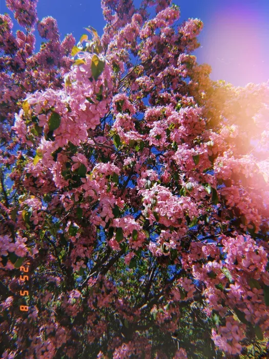 Flowers for a Goddess