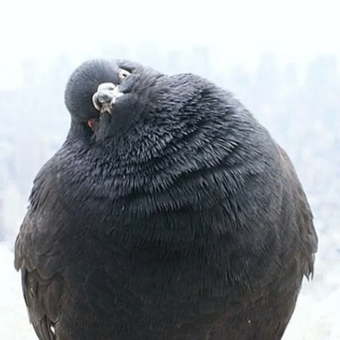 Angy Pigeon