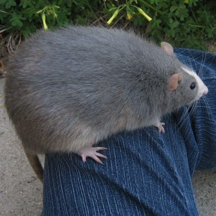 Chonky Rat!