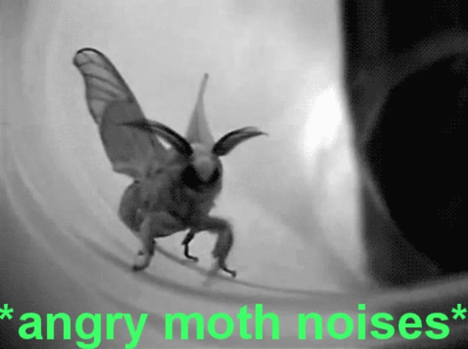 Angy Moth