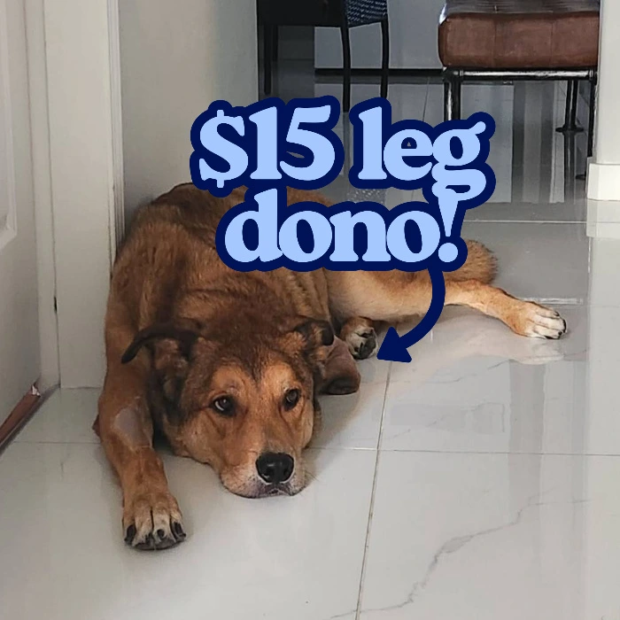 $15 prosthetic dono!