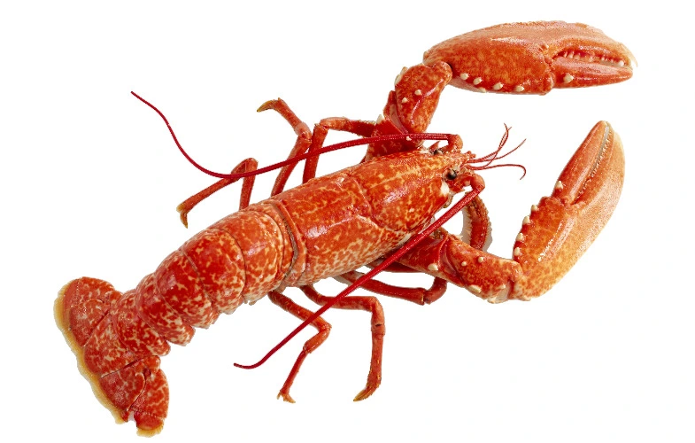 lobster