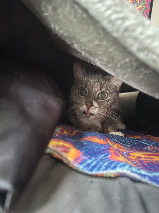 Help with Bella’s dental work 