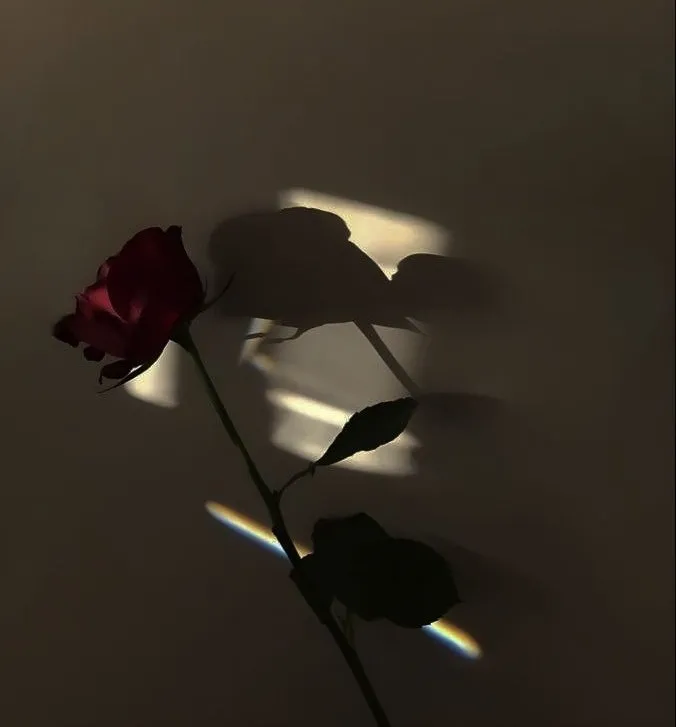 A Single Rose