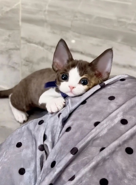 A kitten