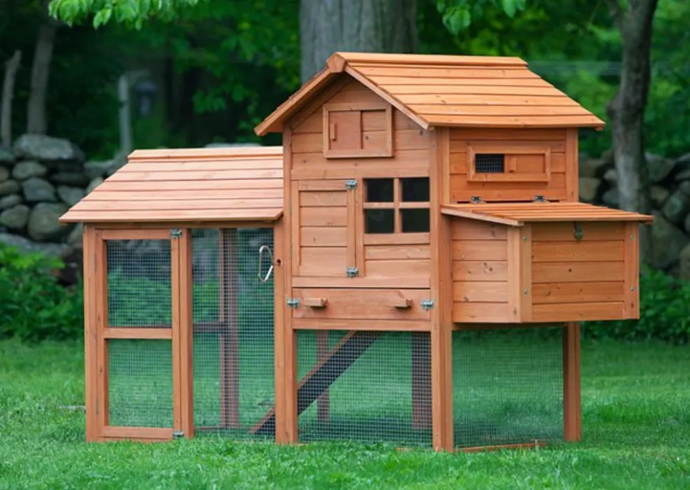 My Chicken Coop Bok Bokkkk 🐔