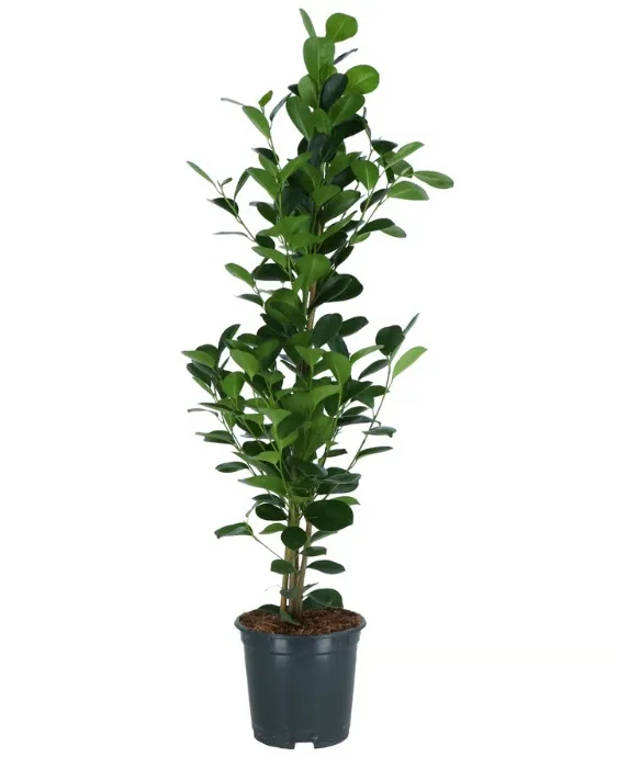 FICUS MICROCARPA Planta - ficus microcarpa 19 cm