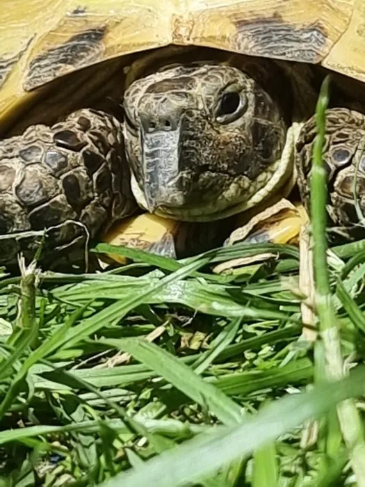 Help me with Sheldon the tort 🐢