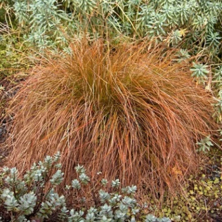 Carex testacea | Christchurch Canterbury