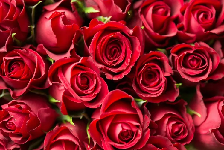 Buy me flowers!