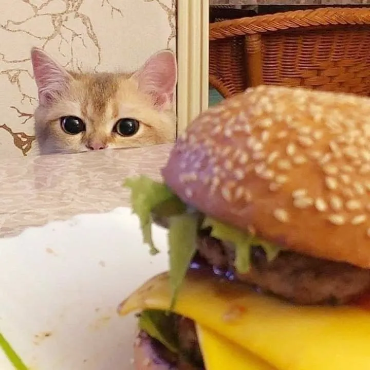 Kitty Supplies