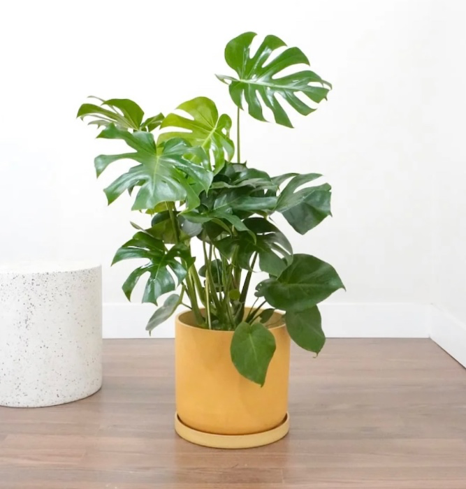 A pretty plant for my home 