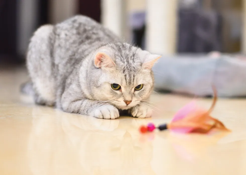 Cat Toys 3!!