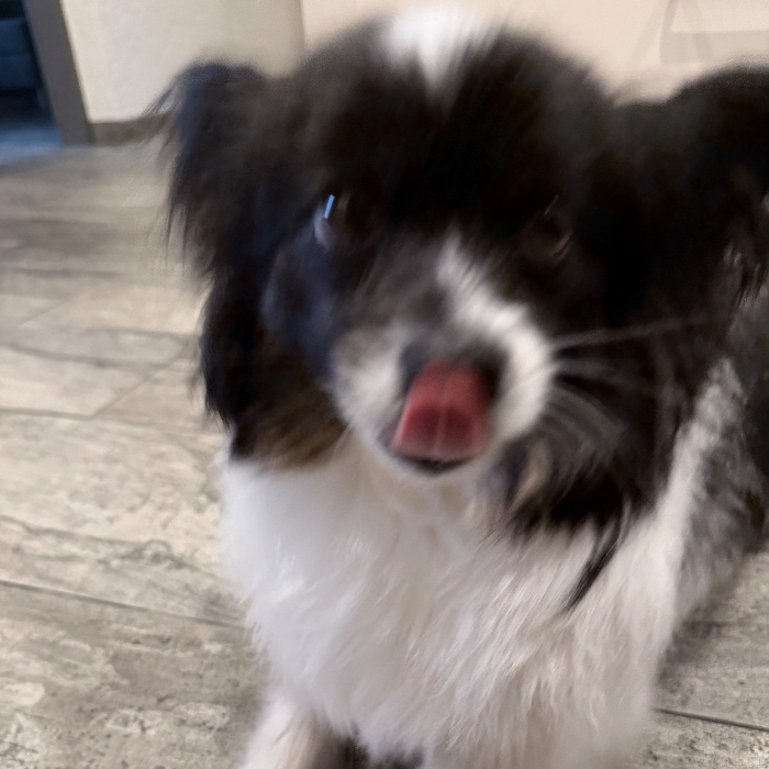 nugget treats & food - monthly expenses
