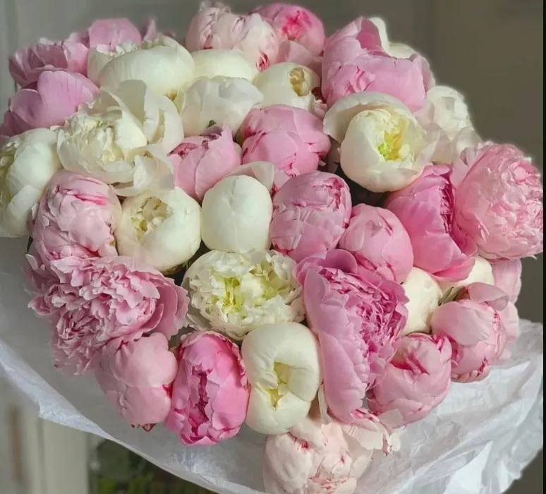 100 Peonies