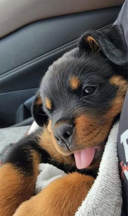 puppy needs a friend 🤍