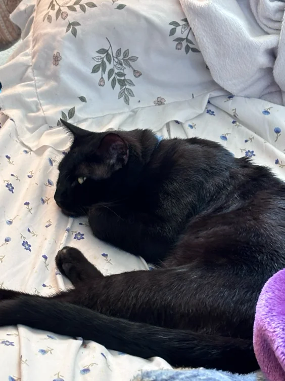 ball removal for my cat >:3