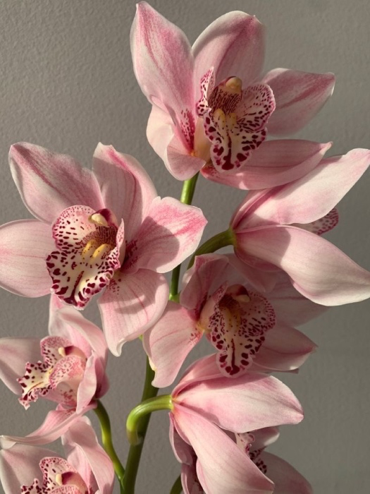 orchid flowers