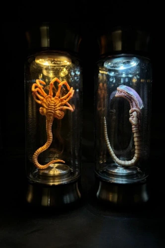 Facehugger in a jar!