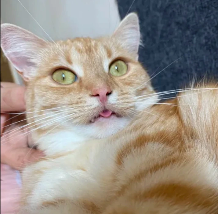 Nakarm Pulpecika >w<