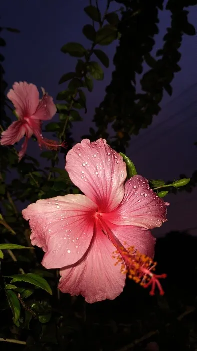 🌺One Hibiscus for Vampress🌺 