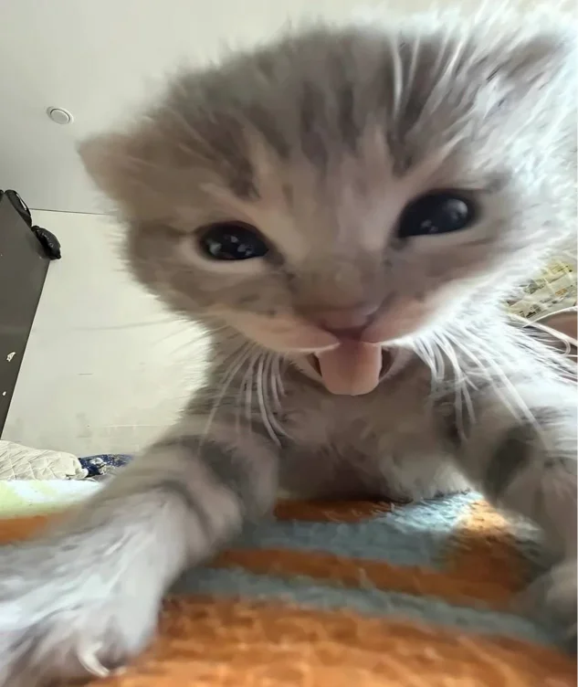 cat food ($40)