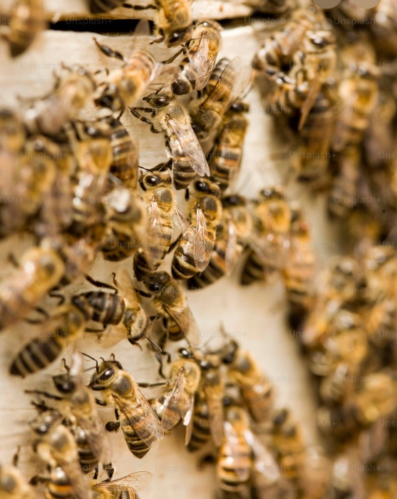 Bee Nuc 