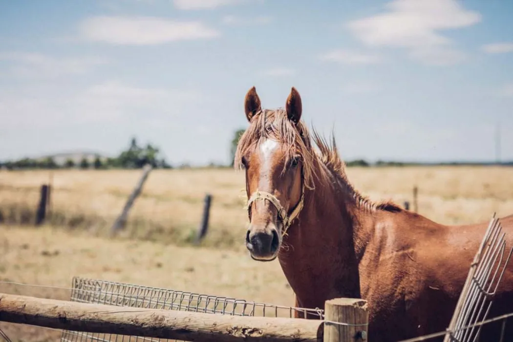Trail ride in Daylesford
