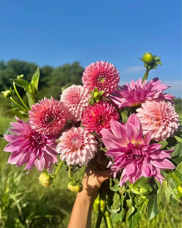 Farm picked Dahlias 