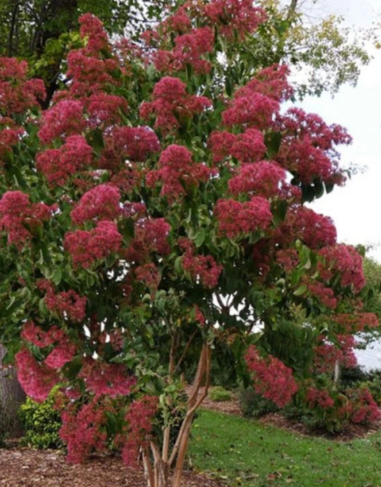 Temple of Bloom Tree