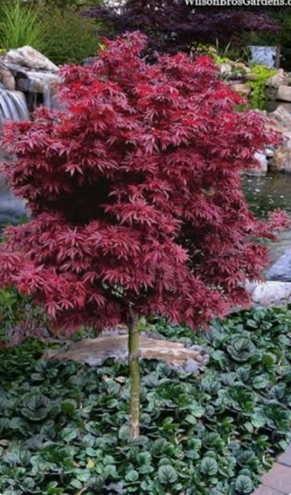 Japanese Maple