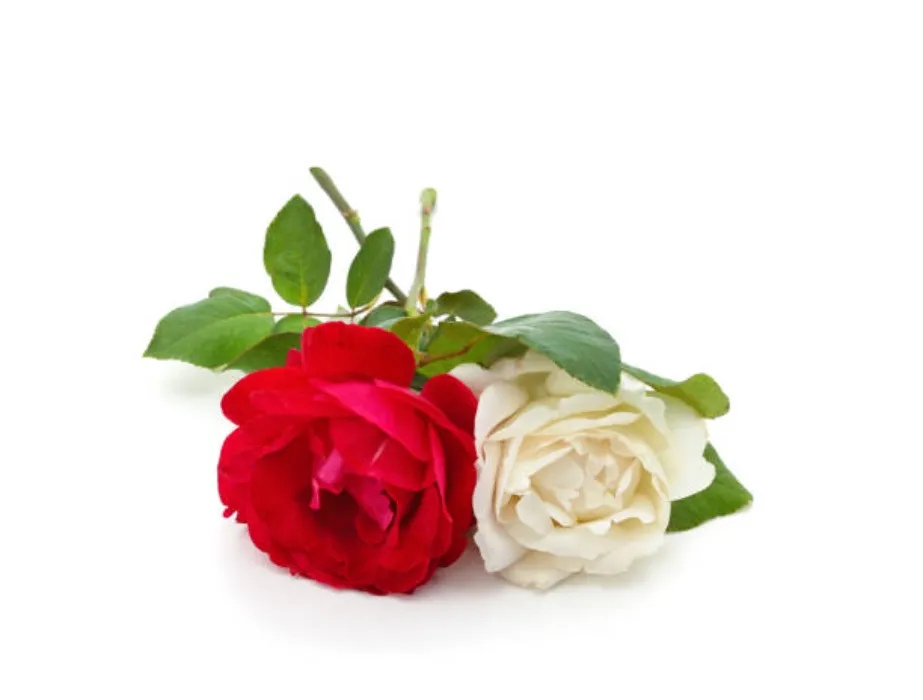 🎁 Deux roses ♥