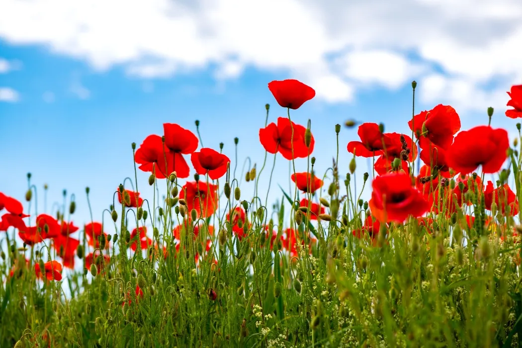 🏷️ Tout un champ de fleurs ♥