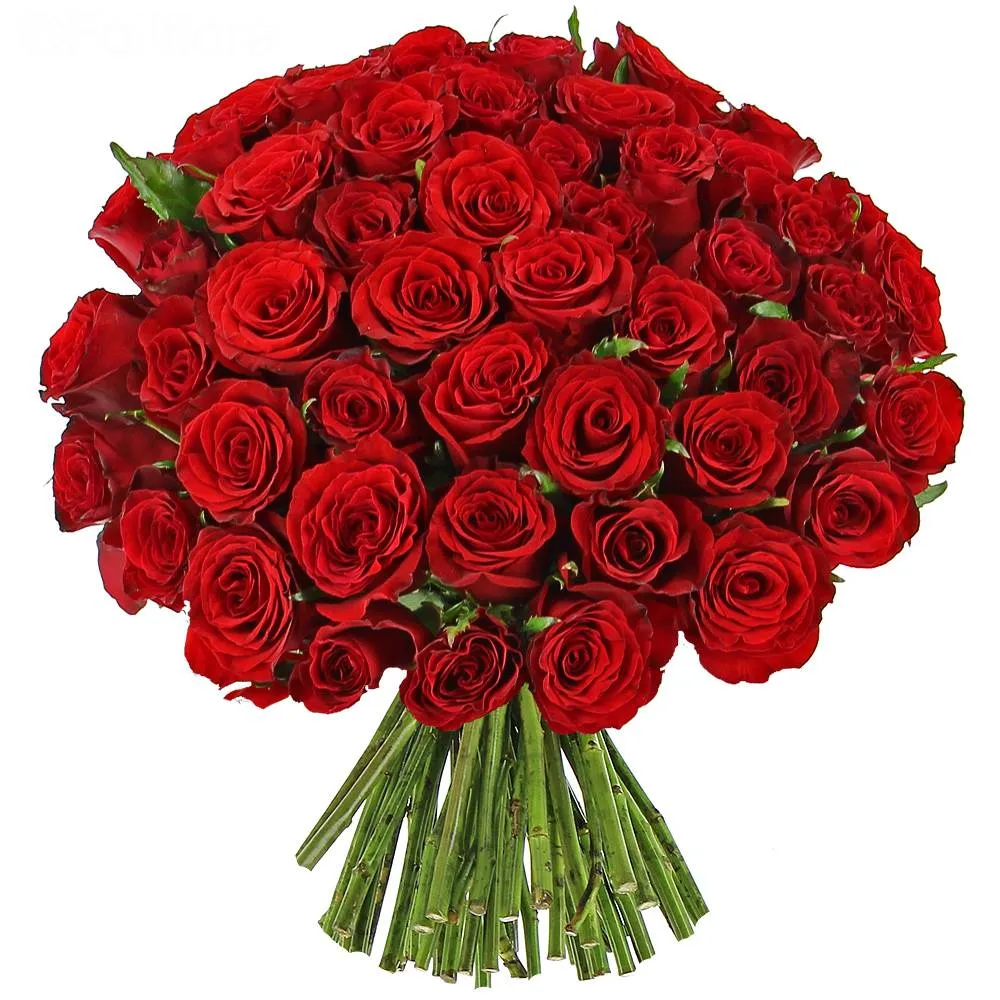 🏷️ Un gros bouquet de roses ♥