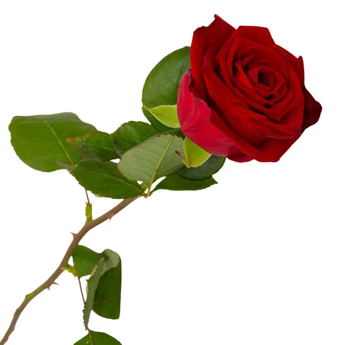 🎁 Offre moi une rose ♥